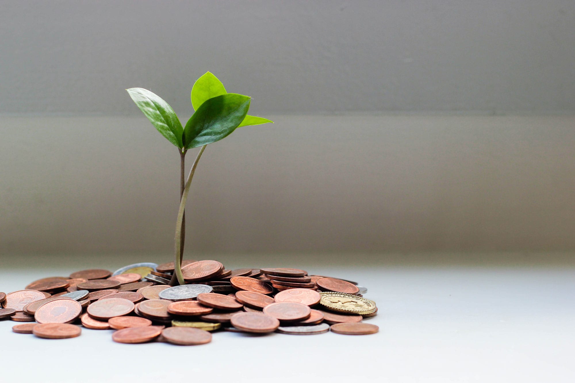 Small tree growing from a pile of coins
